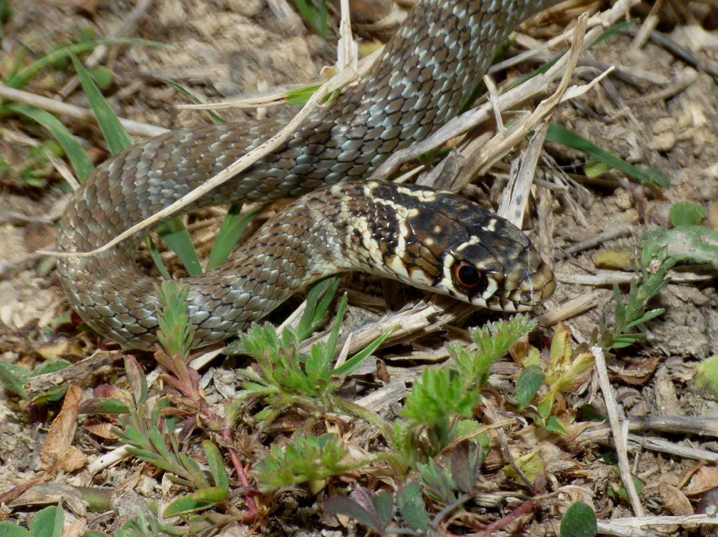 Giovane Hierophis di Tolfa